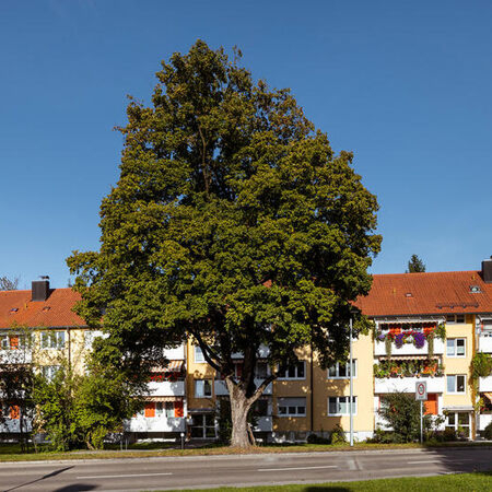 Großer Baum vor einer Wohnzeile der Baugenossenschaft Erding